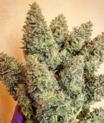 купити насіння конопель Lord Kush