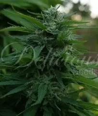 насіння Lord Kush