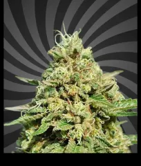 семена сорта Mango Sherbet Early Flowering