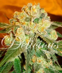 насіння Marmalate