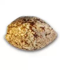 насіння марихуани Marmalate Delicious Seeds