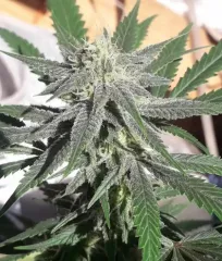 насіння коноплі Marmalate післяплатою