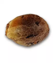 купить семена Marmalate Early Version от Delicious Seeds