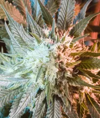 Купить семена Massive Haze Fem