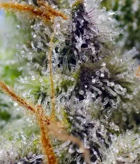 смола Mental Rainbow F1 Fast Version