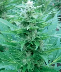 Купить Fruity Jack Fem