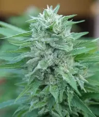 сорт Moby Delicious