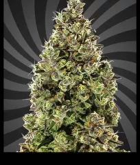 семена Nepalese Biscotti