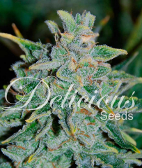 Northern Light Blue Auto Delicious Seeds