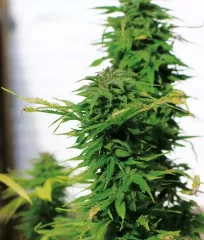 Купить семена каннабиса Massive Skunk Fem