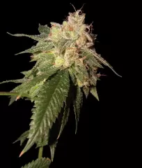 OG Kush Fem феминизированные семена купить почтой