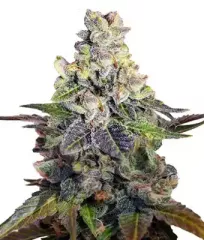 семена Oriental Caramel