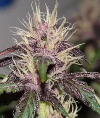 семена марихуаны Auto Dark Purple от Delicious Seeds