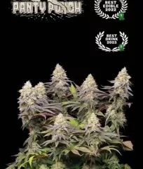 семена Panty Punch Fem купить