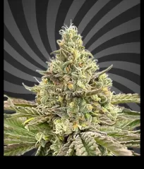 конопля Papaya Runtz Early Flowering