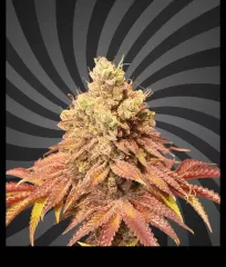 сорт Poisonous Cookie Early Flowering