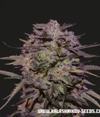 Purple Russian Express