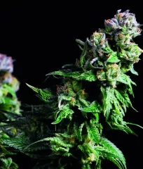 семена Purple Urkle