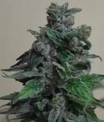 Купить семена Moscow Blueberry Fem