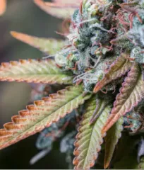 семена Руку Куку купить