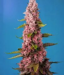 Red Hot Cookies_1 seeds cannabis