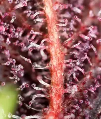 Red Hot Cookies_2 seeds