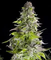  семена Romulan