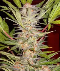 S.A.D. Sweet Afgani Delicious F1 Fast Version Sweet Seeds