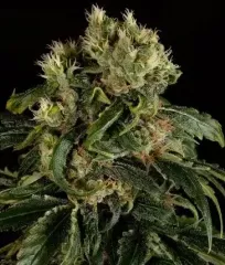 Купить семена конопли Santa Sativa Fem