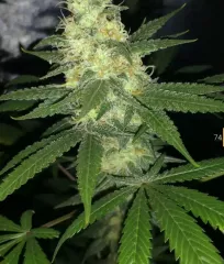 семена марихуаны Sugar Black Rose Early Version