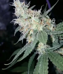 семена конопли Sugar Black Rose Early Version