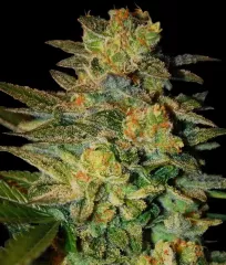  сорт Samsara Seeds Spiritual Punk