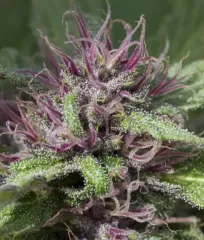 Купить семена конопли Sticky Blue (Fem)