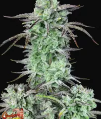 семена Strawberry Banana Auto FastBuds