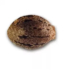 Sugar Black Rose Early Version заказать семена