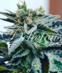 семена Sugar Black Rose