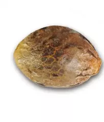 семена конопли Sugar Black Rose