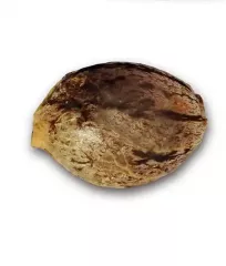 купить семена Sugar Candy от Delicious Seeds