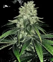 заказать семена Sugar Candy