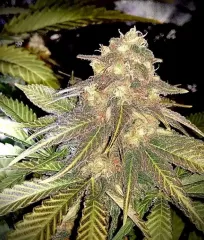 купить семена марихуаны Sugar Candy