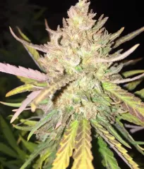 заказать почтой Sugar Candy от Delicious Seeds
