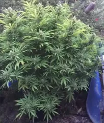 семена конопли Sugar Candy наложенным платежом