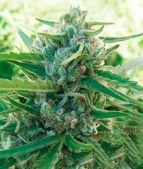 Сорт Sugar Black Rose EARLY VERSION