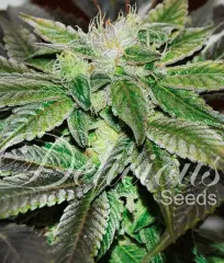 семена Sugar Candy