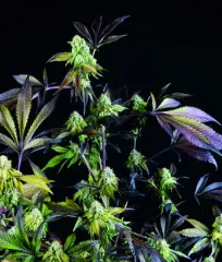 Sunset Sherbet cannabis seeds