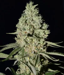 Конопля Super Critical Fem