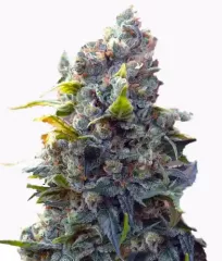 Cheese Express cannabis strain