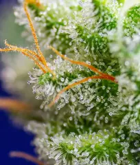 Sweet Zenzation_2 seeds