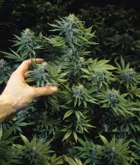 Татарская Ракета семена конопли