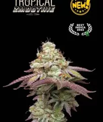 семена Tropical Zmoothie Fem 